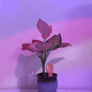 天天撸福利导航
